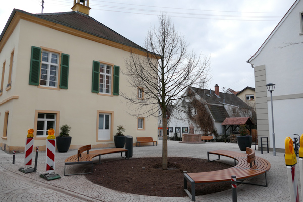 Der neue Baum hinter dem Rathaus.