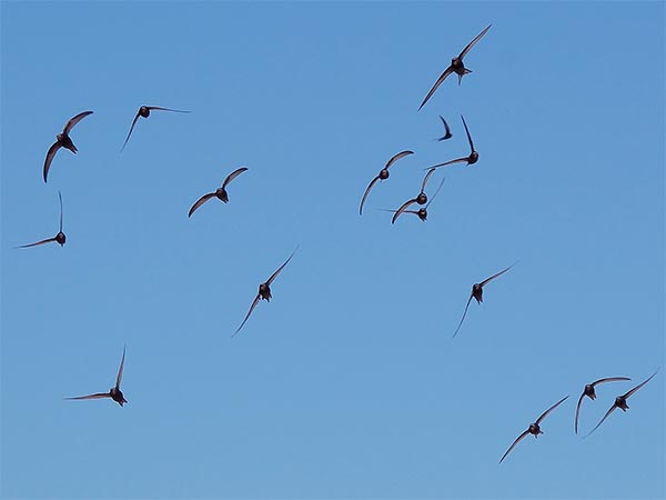 Mauersegler in der Luft