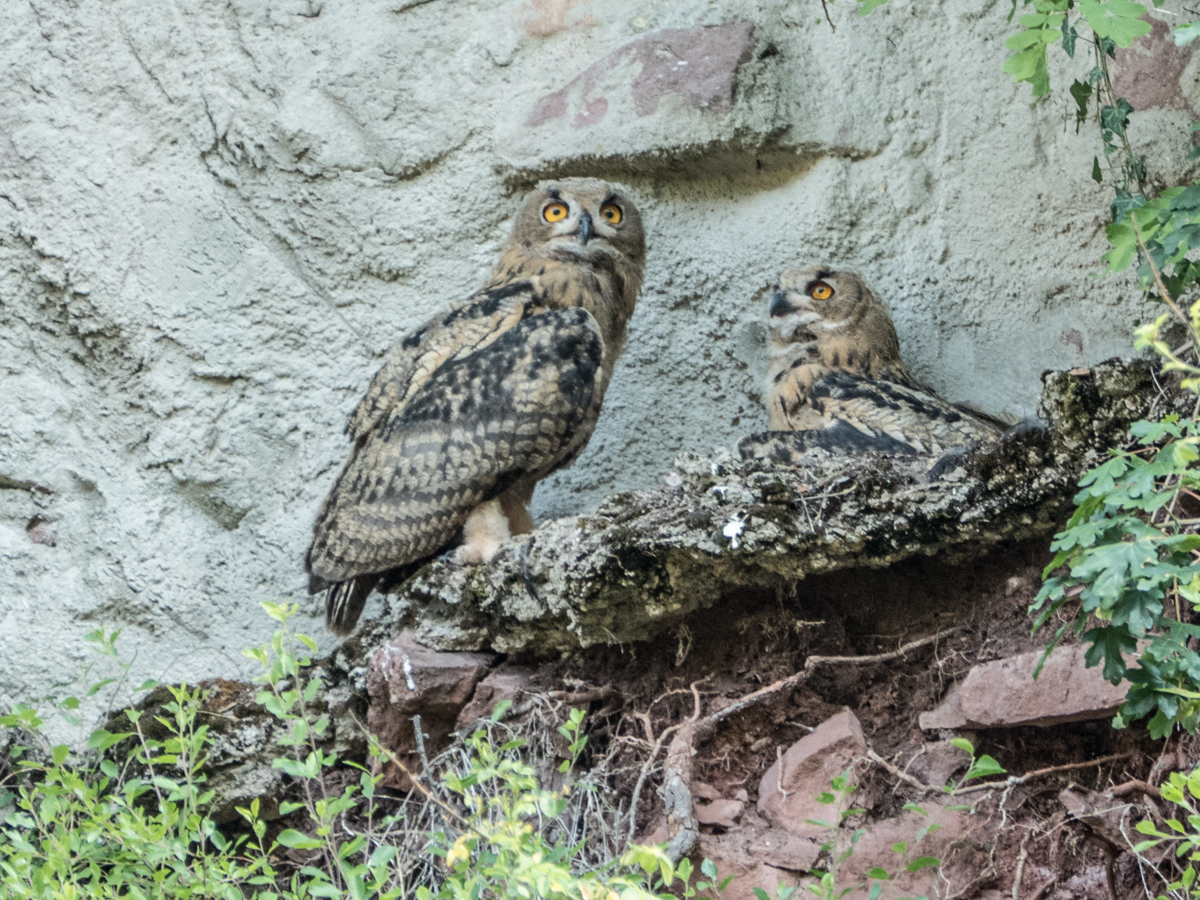 Die jungen Uhus im Steinbruch